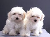 Maltese Terrier Yavrular
