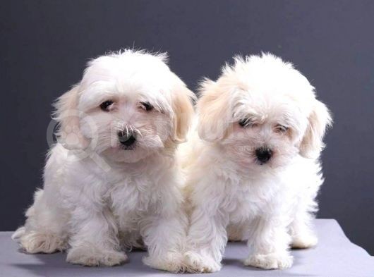 Maltese Terrier Yavrular