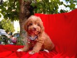 Maltipoo Yavrular