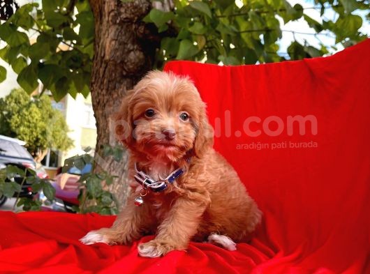 Maltipoo Yavrular görsel