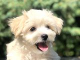 Orjinal Maltipoo Yavrumuz