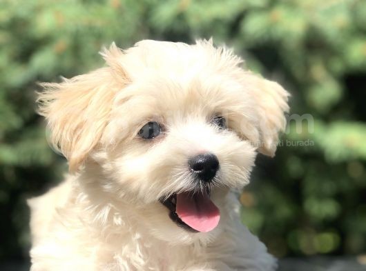 Orjinal Maltipoo Yavrumuz görsel