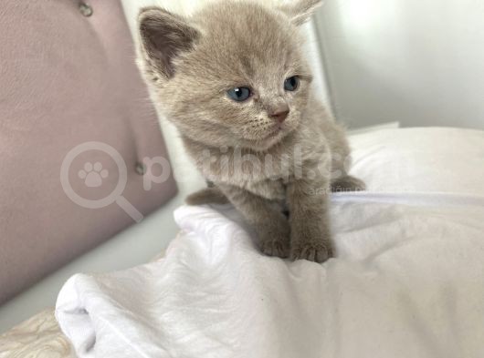 British Shorthair görsel
