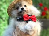 Safkan Teddy Bear Pomerani̇an Boo Yavrularimiz