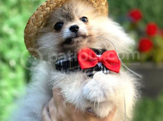 Safkan Teddy Bear Pomerani̇an Boo Yavrularimiz görsel