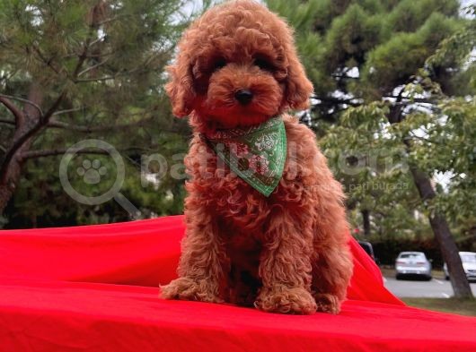 Safkan Toy Poodle Yavrularımız görsel