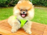 Safkan Teddy Bear Pomeranian Boo Yavrularımız