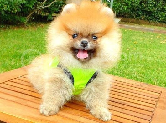 Safkan Teddy Bear Pomeranian Boo Yavrularımız görsel