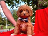 Maltipoo Yavrular