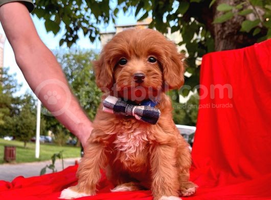 Maltipoo Yavrular görsel