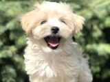 Orjinal Maltipoo Yavrumuz