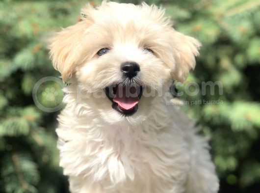 Orjinal Maltipoo Yavrumuz