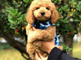 Toy Poodle Yavrularimiz Si̇zlerle