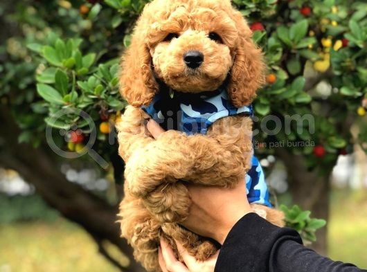 Toy Poodle Yavrularimiz Si̇zlerle