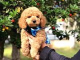 Toy Poodle Yavrularimiz Si̇zlerle