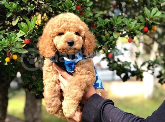 Toy Poodle Yavrularimiz Si̇zlerle görsel