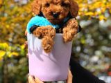 Toy Poodle Yavrularimiz Si̇zlerle
