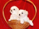 Mini Maltese Terrier Yavrular