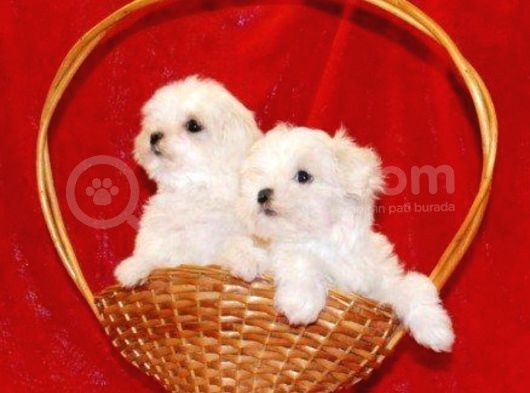 Mini Maltese Terrier Yavrular görsel