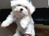 Mini Maltese Terrier Yavrular