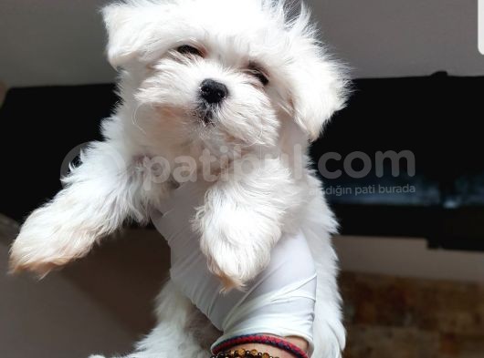 Mini Maltese Terrier Yavrular