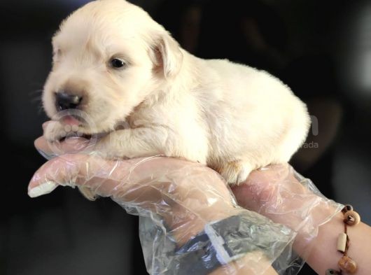 Baby Face Golden Retri̇ever Bebekler görsel