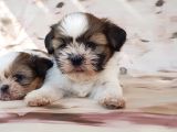 Shi̇h Tzu Yavru