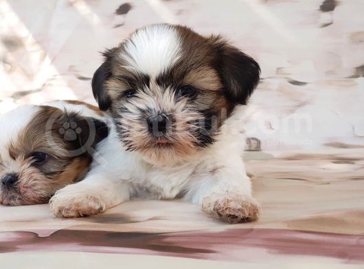 Shi̇h Tzu Yavru görsel