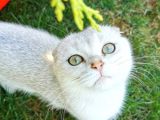 6 Aylık Erkek Scottish Fold Silver NS11