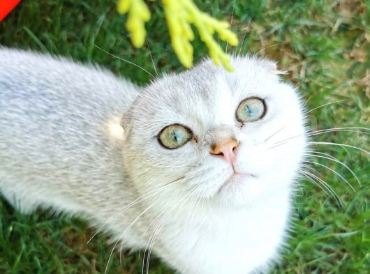6 Aylık Erkek Scottish Fold Silver Ns11