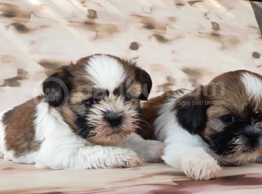 Shi̇h Tzu Yavru görsel