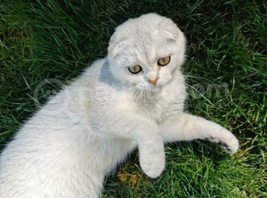 6 Aylık Erkek Scottish Fold Silver Ns11 görsel