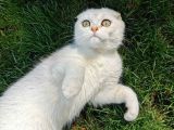 6 Aylık Erkek Scottish Fold Silver Ns11