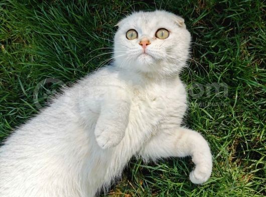 6 Aylık Erkek Scottish Fold Silver Ns11 görsel