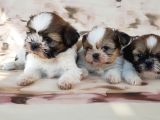 Shi̇h Tzu Yavru