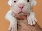 Safkan A Secereli Dogo Argentino