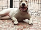 Safkan A Secereli Dogo Argentino
