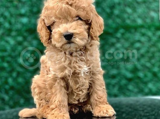 Toy Poodle Yavrular  ( Red, Red Brown, Apricot, Silver, Siyah) görsel