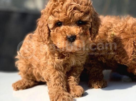 Toy Poodle Yavrular  ( Red, Red Brown, Apricot, Silver, Siyah) görsel