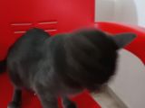 Russian Blue Hamile (20Günlük)