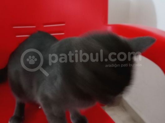 Russian Blue Hamile (20Günlük) görsel