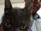 Russian Blue Hamile (20günlük)