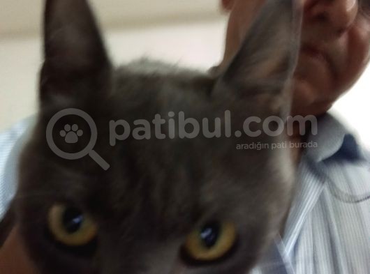 Russian Blue Hamile (20Günlük)
