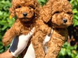 Toy Poodle Yavrular  ( Red, Red Brown, Apricot, Silver, Siyah)