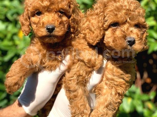 Toy Poodle Yavrular  ( Red, Red Brown, Apricot, Silver, Siyah)