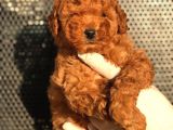 Toy Poodle Yavrular  ( Red, Red Brown, Apricot, Silver, Siyah)