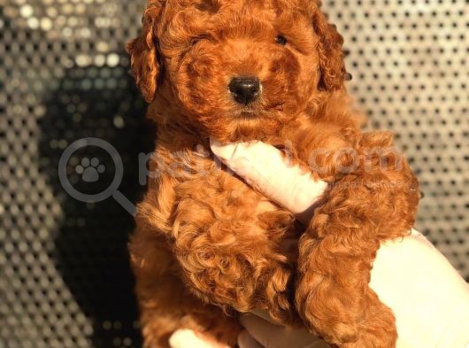Toy Poodle Yavrular  ( Red, Red Brown, Apricot, Silver, Siyah) görsel