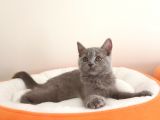 British Shorthair Yavrular