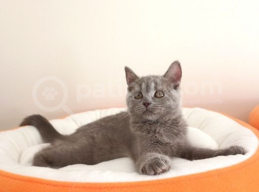 British Shorthair Yavrular görsel
