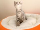 British Shorthair Yavrular Sizler İçin